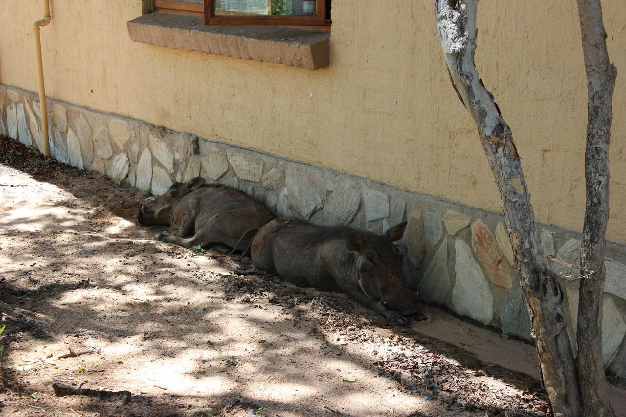 Woodpecker Lodge B&B Hoedspruit Ngoại thất bức ảnh